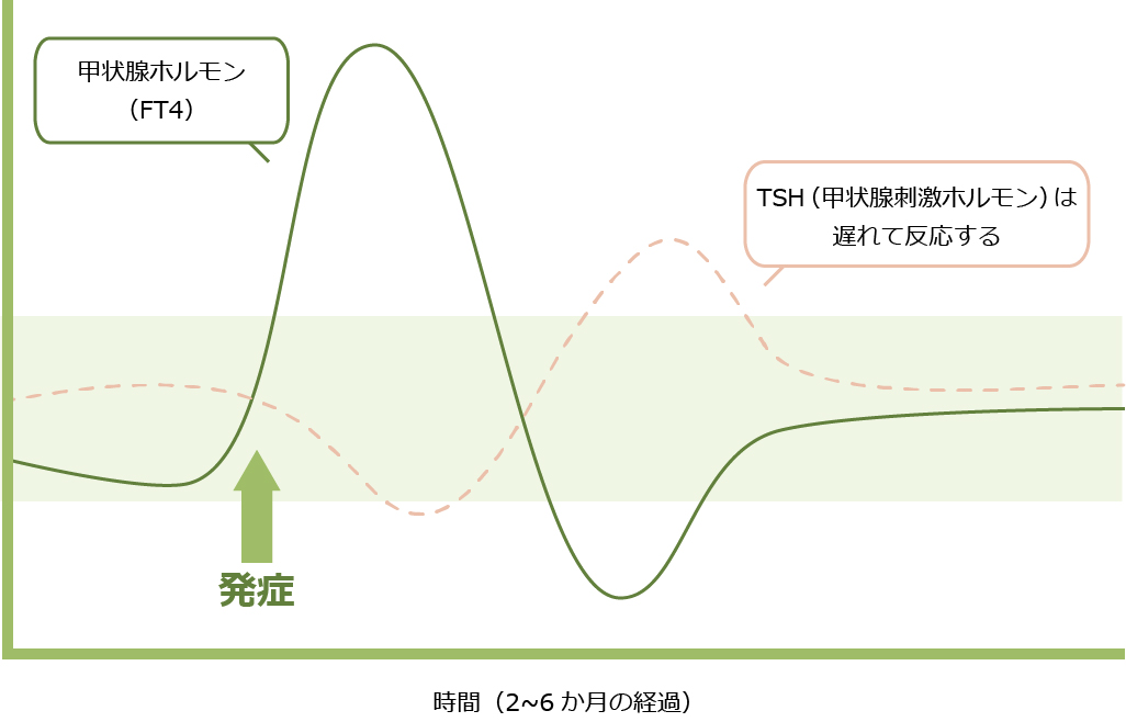 TSH(甲状腺刺激ホルモン)は遅れて反応する