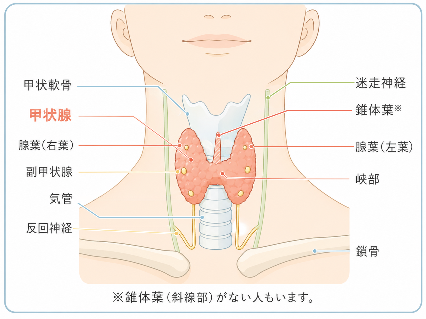 甲状腺の構造を示すイメージ図