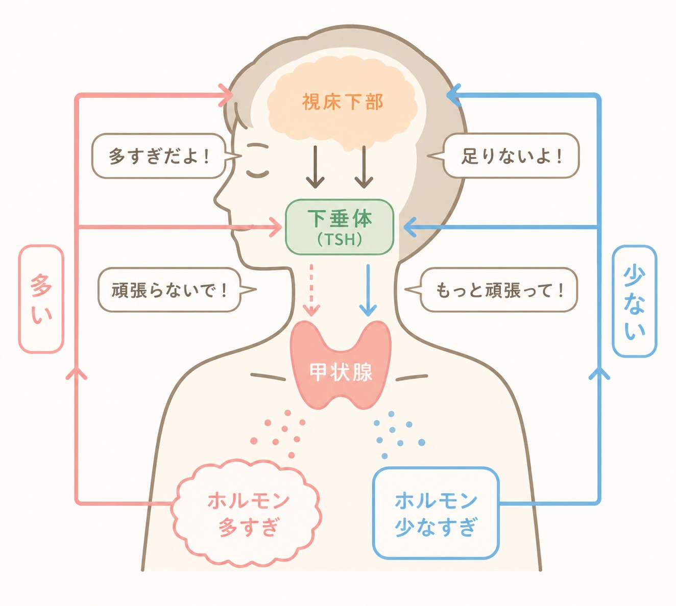 ホルモン分泌のイメージ図