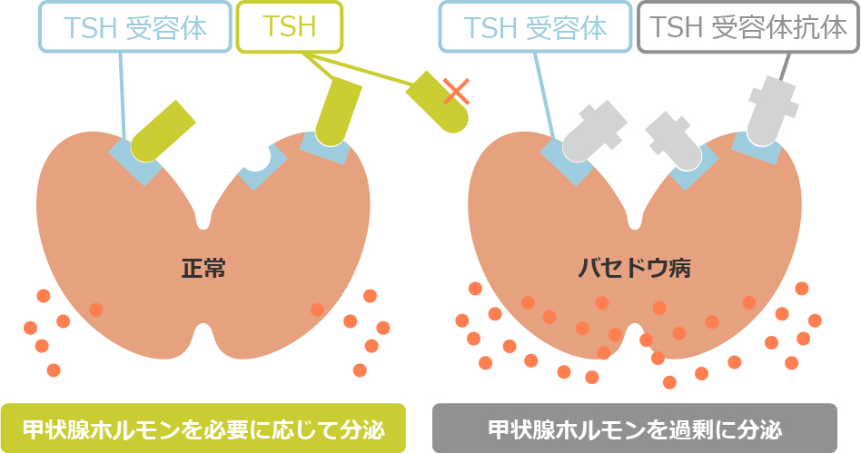 ホルモン分泌のイメージ図
